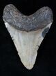 Megalodon Tooth - North Carolina #13037-2